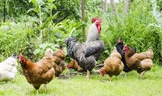 芦花鸡养殖方法和注意事项  芦花鸡如何养殖