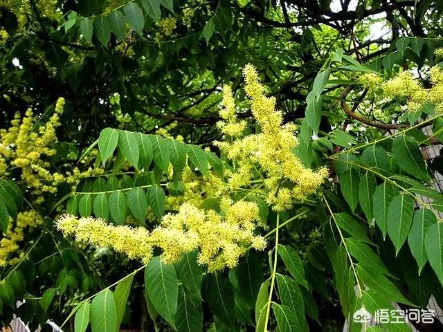 春芽树和香椿的区别