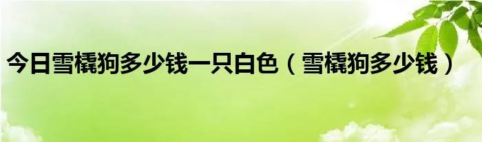 今日雪橇狗多少钱一只白色（雪橇狗多少钱）