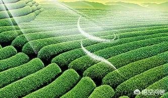 纯天然的护肤品牌都有哪些?