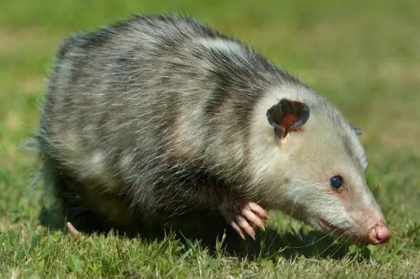 最著名的十大动物骗子排行 变色龙上榜,第三本领是“装死”