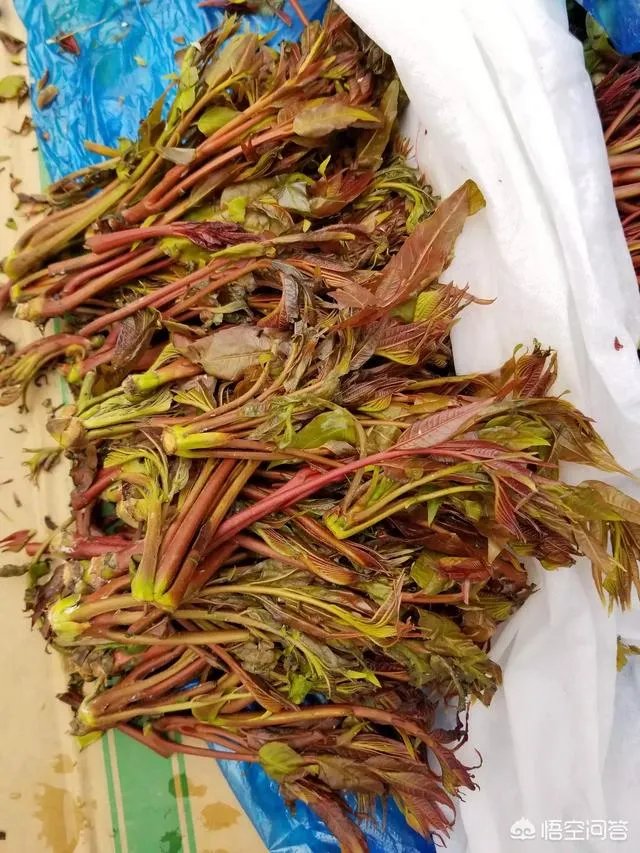 春芽树和香椿的区别