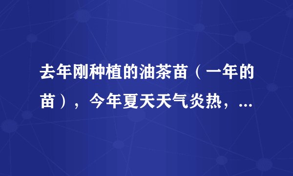 去年刚种植的油茶苗（一年的苗），今年夏天天气炎热，很多茶苗叶子被晒干了，请问该怎么管理？