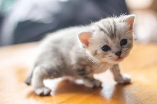 为什么小猫不能喂太饱，需要少食多餐？