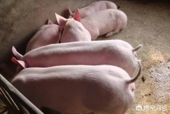 9月4日猪价:东北全线下跌,算是新一轮下跌的信号吗?