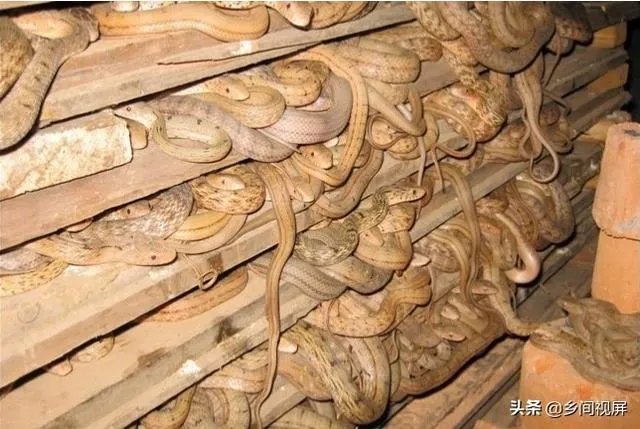 蛇类养殖如何避免蛇吃蛇?