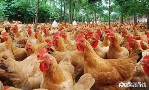 两家土鸡养殖场能挨在一起吗？