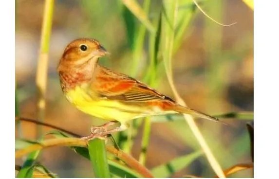 为何说禾花雀升级为极危？