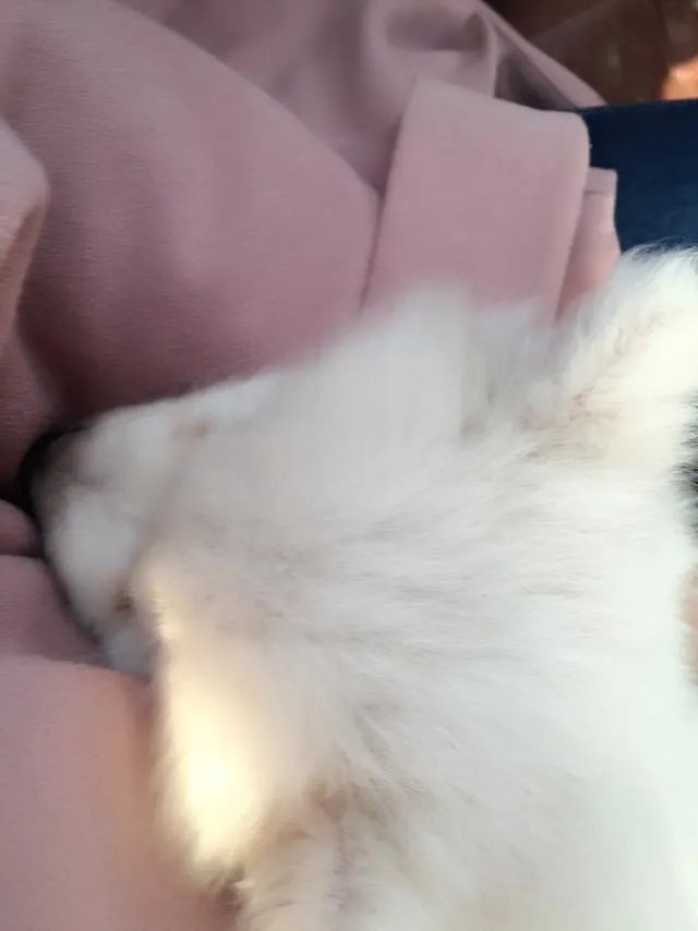 萨摩耶到底有多蠢？