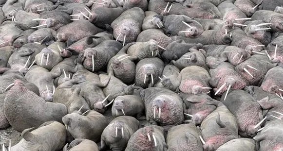 美国海象被迫上岸数万只挤在一起是什么情景?