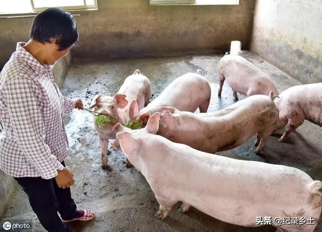 9月4日猪价:东北全线下跌,算是新一轮下跌的信号吗?