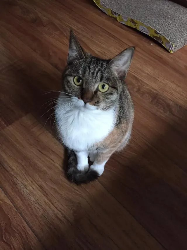 当你的猫或者狗狗去世之后，你还会再养吗？