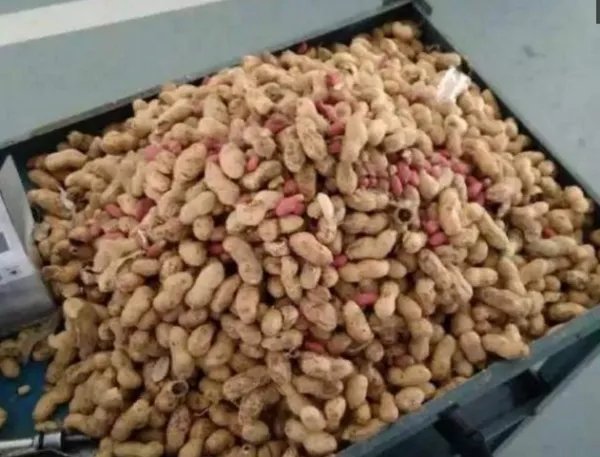 老鼠窝挖到20斤花生，网友：老鼠一夜破产！老鼠也会提前藏食物吗？