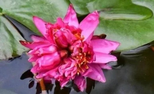 广州七蒂莲获吉尼斯世界纪录，你见过七蒂莲吗？