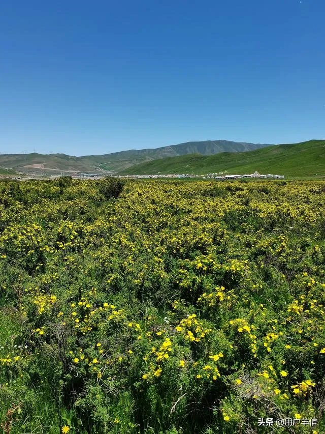 上海奉贤区东端这个镇