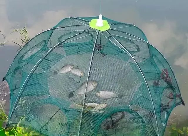地笼捕鱼一般能捕多大的?要注意什么?