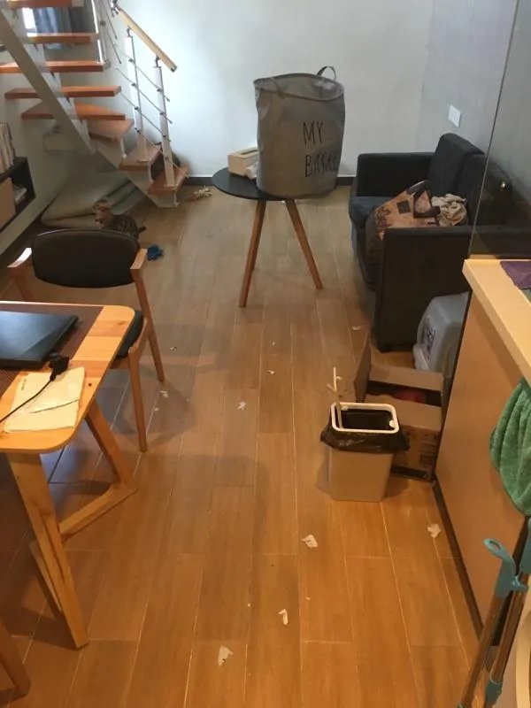 萨摩耶到底有多蠢？