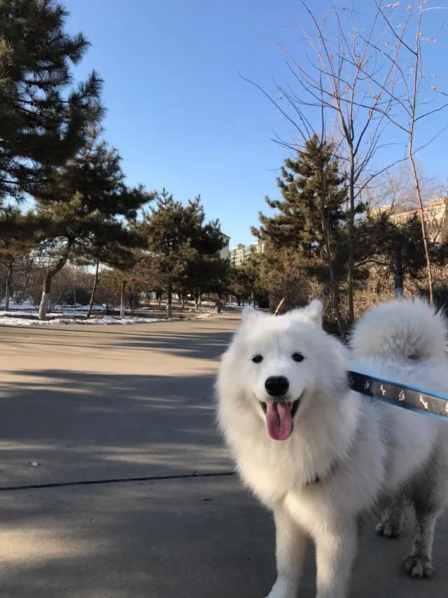 萨摩耶到底有多蠢？