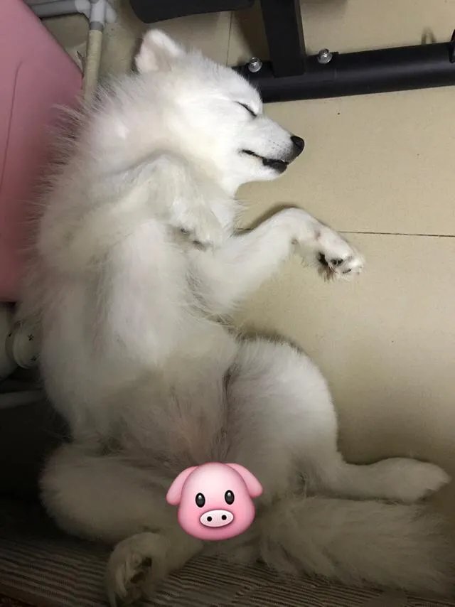 萨摩耶到底有多蠢？