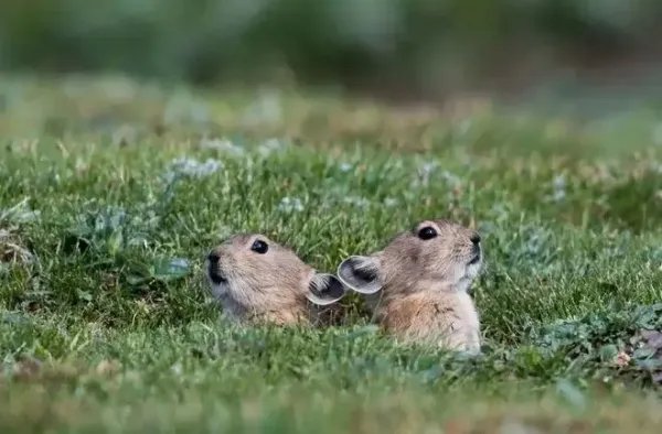 全球濒危物种“伊犁鼠兔”现身天山,它的生活习性是怎样的?