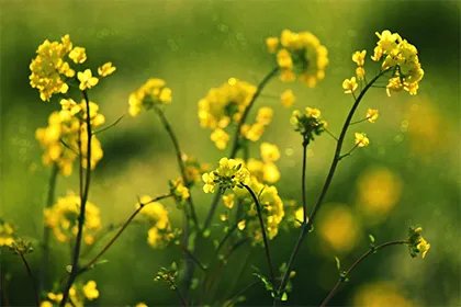 大年初三又称什么日子？正月初三有哪些习俗