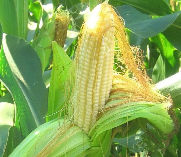 中国玉米亩产纪录刷新，玉米高产的秘诀是什么？