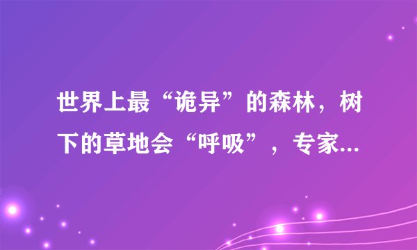 世界上最“诡异”的森林，树下的草地会“呼吸”，专家却建议远离