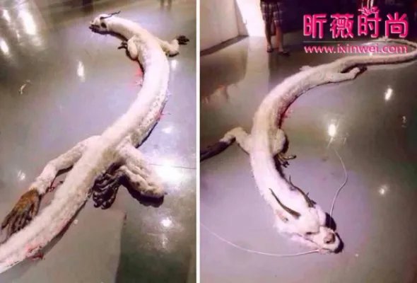 村民修路竟然意外挖出千年真龙（组图）