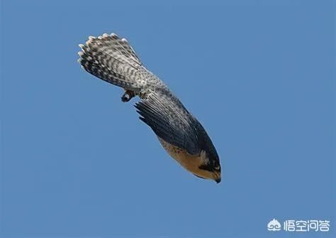 世界上飞的最高、飞的最远或飞的最快的鸟有哪些？