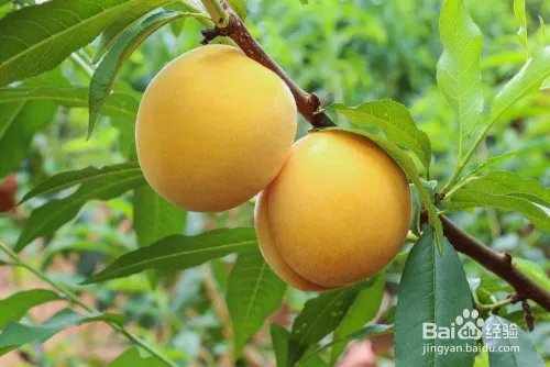 毛桃苗新品种哪个好?