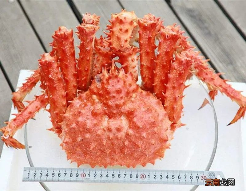 巨型帝王蟹都有哪些种类