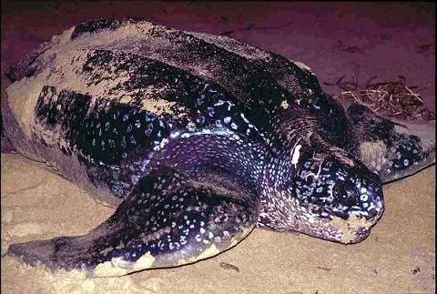 1965年黄河巨鳖事件是不是真实的？有何依据？