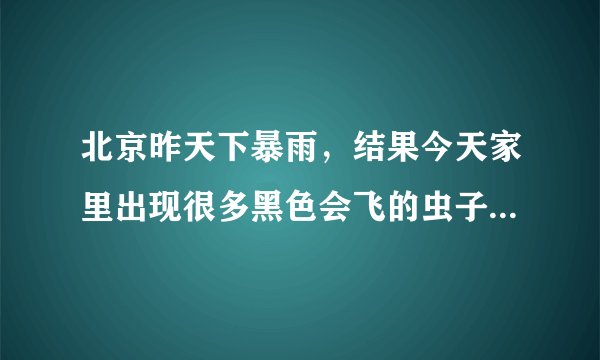 北京昨天下暴雨，结果今天家里出现很多黑色会飞的虫子，跟蟑螂很像，怎么办啊。。？