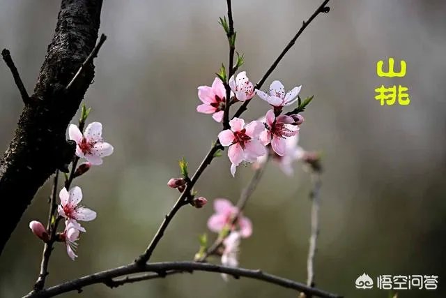 下图这是什么花？