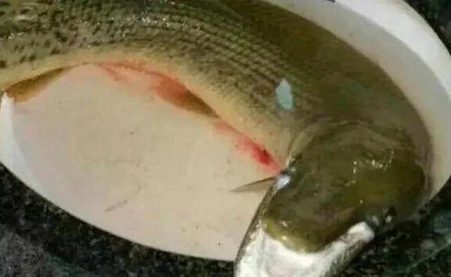 网曝高校钓起怪鱼是怎么回事？