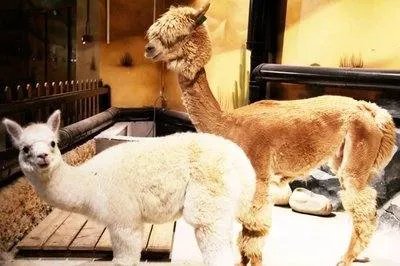 上海野生动物园饲养员遭熊攻击身亡，谁该为此负责？