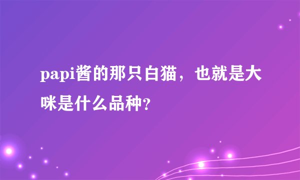 papi酱的那只白猫，也就是大咪是什么品种？
