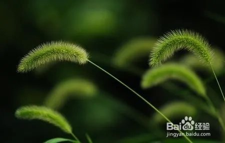 狗尾巴草编戒指教程