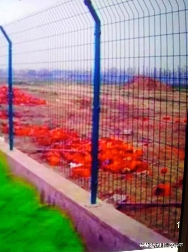 两家土鸡养殖场能挨在一起吗？