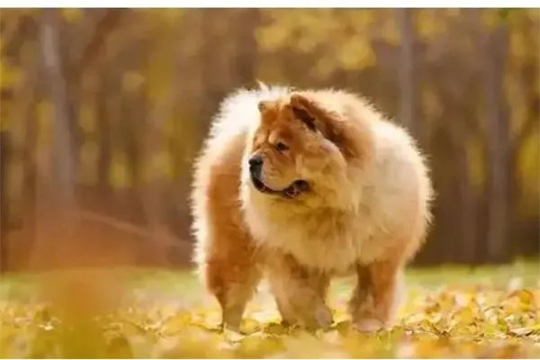 十大最护主的狗，中华田园犬上榜，第九一生只认一个主人