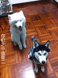 萨摩耶到底有多蠢？