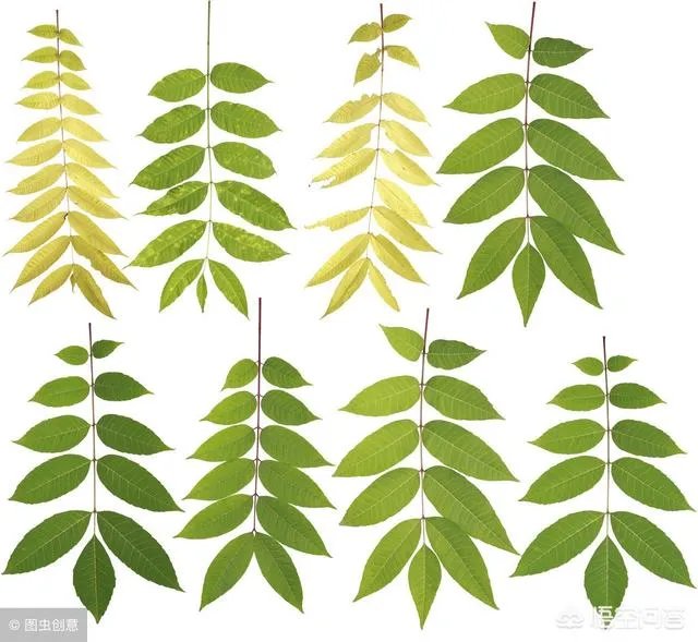 春芽树和香椿的区别