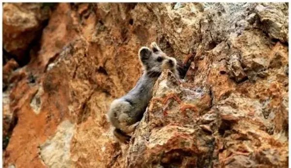 全球濒危物种“伊犁鼠兔”现身天山,它的生活习性是怎样的?