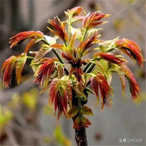 春芽树和香椿的区别