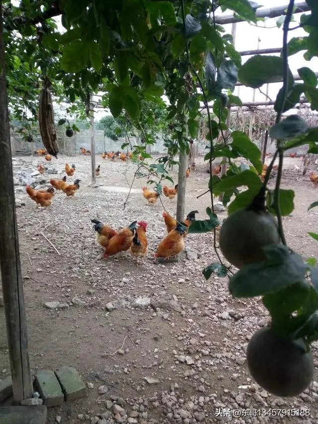 两家土鸡养殖场能挨在一起吗？