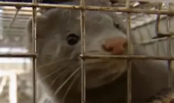 丹麦将扑杀至少250万只水貂？