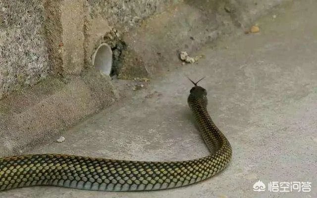 为何家里进的蛇不能打?