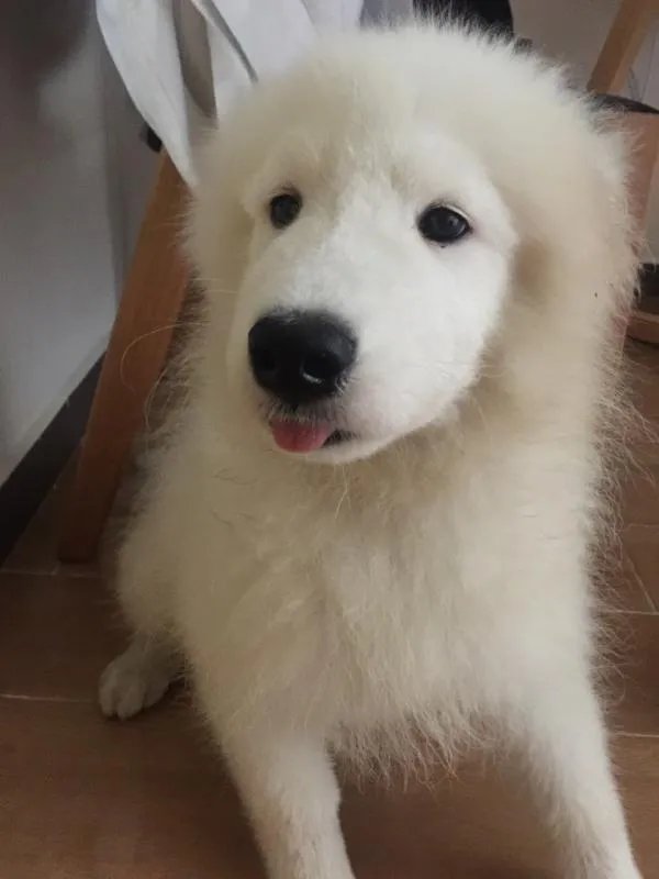 萨摩耶到底有多蠢？