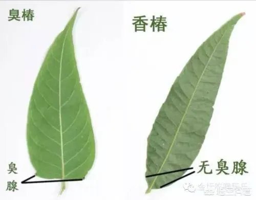春芽树和香椿的区别