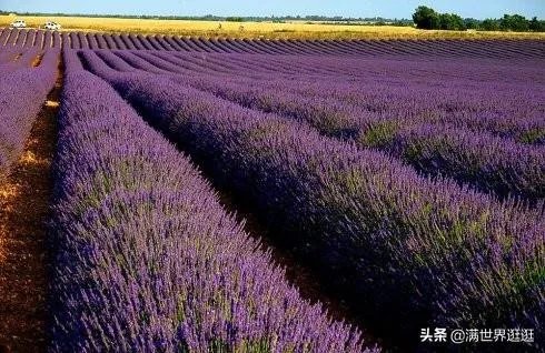 上海奉贤区东端这个镇